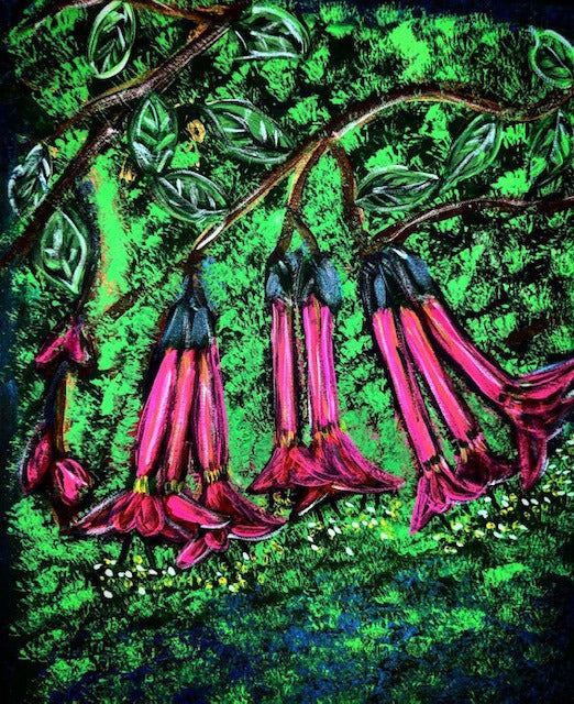 "Cantua Buxifolia"